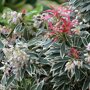 Pieris 'Flaming Silver'
